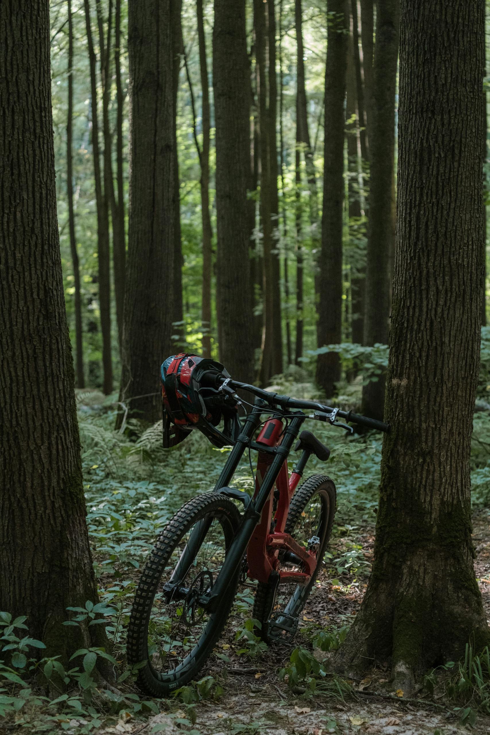 A Mountain Bike in the Forest